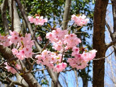 都筑中央公園の横浜緋桜
