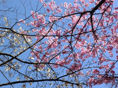 都筑中央公園の横浜緋桜
