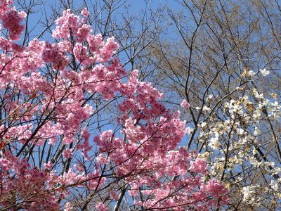 都筑中央公園の横浜緋桜
