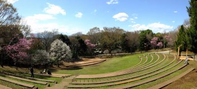 都筑中央公園の横浜緋桜
