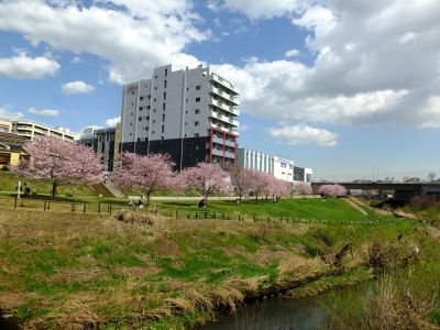 親水広場の神代曙
