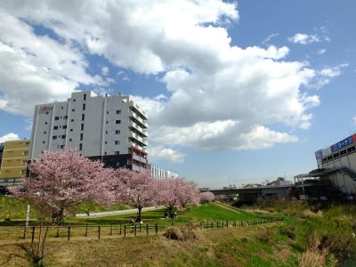 親水広場の神代曙
