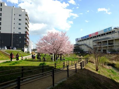 親水広場の神代曙
