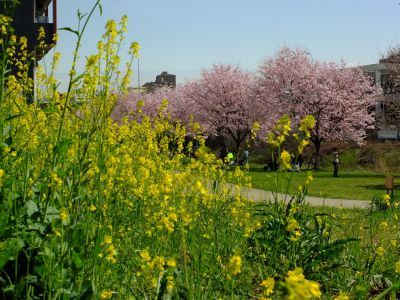 親水広場の神代曙
