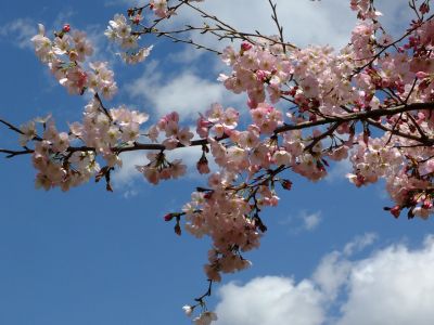 親水広場の神代曙
