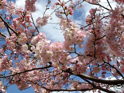 親水広場の神代曙
