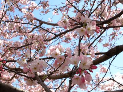 親水広場の神代曙
