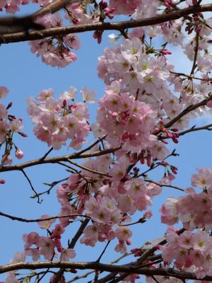 親水広場の神代曙
