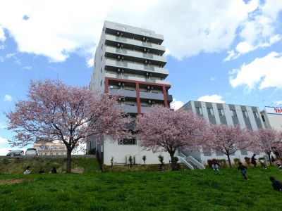 親水広場の神代曙
