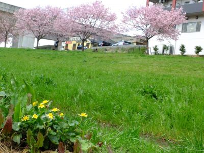 親水広場の神代曙

