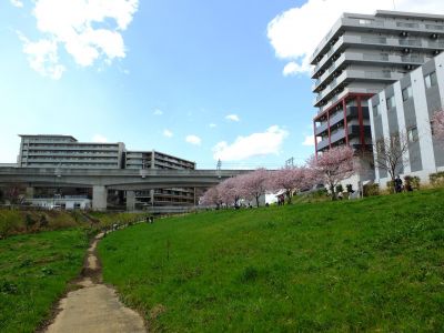 親水広場の神代曙
