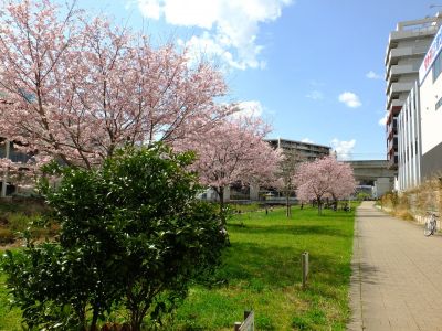親水広場の神代曙
