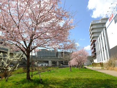 親水広場の神代曙
