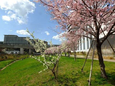 親水広場の神代曙
