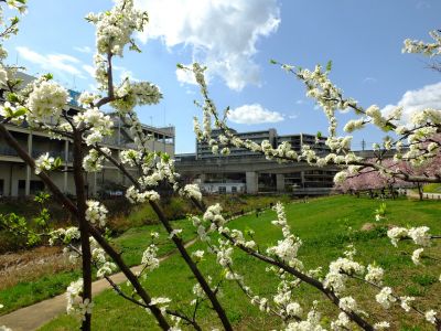 親水広場の神代曙
