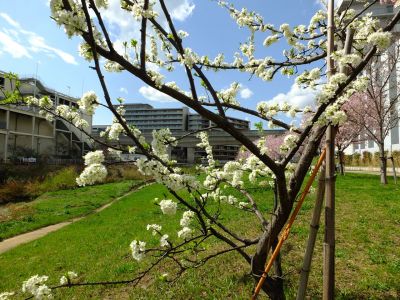 親水広場の神代曙
