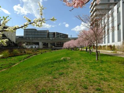 親水広場の神代曙
