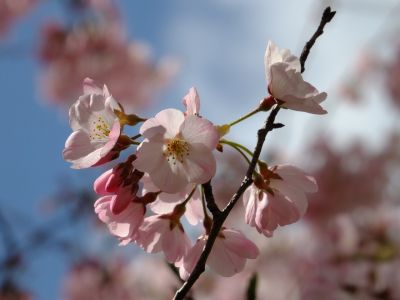 親水広場の神代曙
