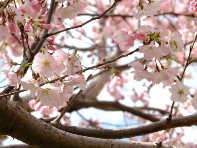 親水広場の神代曙
