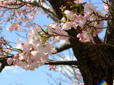 親水広場の神代曙
