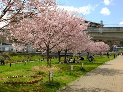 親水広場の神代曙
