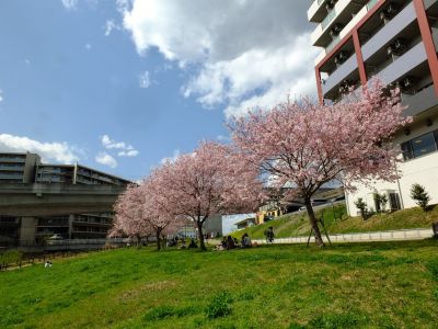 親水広場の神代曙
