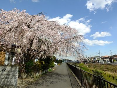 中耕地橋下流の枝垂れ桜
