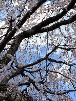 中耕地橋下流の枝垂れ桜
