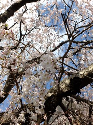 中耕地橋下流の枝垂れ桜
