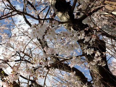 中耕地橋下流の枝垂れ桜
