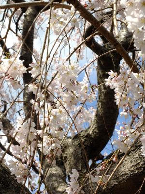 中耕地橋下流の枝垂れ桜

