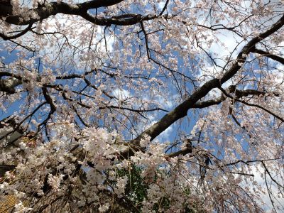 中耕地橋下流の枝垂れ桜
