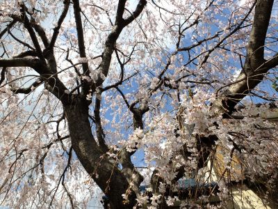 中耕地橋下流の枝垂れ桜

