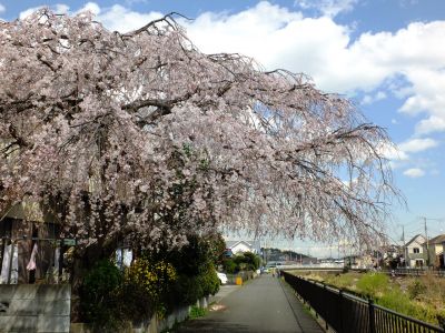 中耕地橋下流の枝垂れ桜
