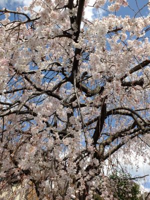 中耕地橋下流の枝垂れ桜
