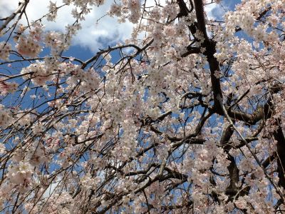 中耕地橋下流の枝垂れ桜
