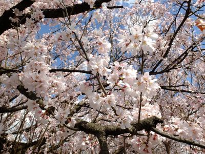 中耕地橋下流の桜
