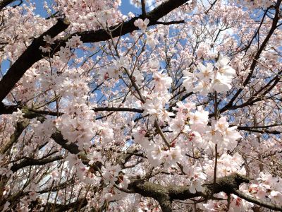 中耕地橋下流の桜
