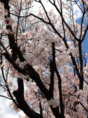 中耕地橋下流の桜
