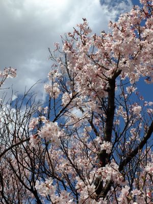 中耕地橋下流の桜
