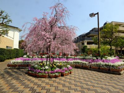 花のある商店街　荏田近隣センター　紅枝垂れ桜
