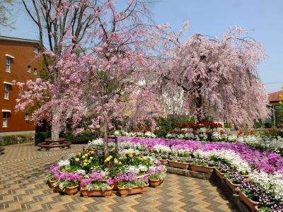 花のある商店街　荏田近隣センター　紅枝垂れ桜
