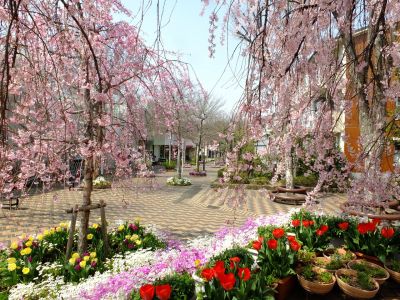 花のある商店街　荏田近隣センター　紅枝垂れ桜
