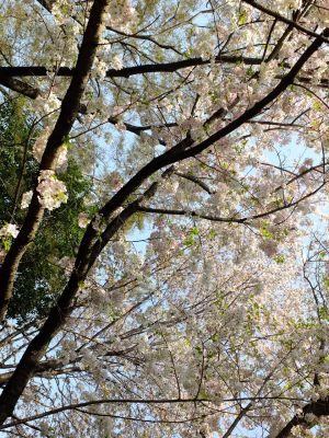 けやきが丘緑地（おおしまざくら）
