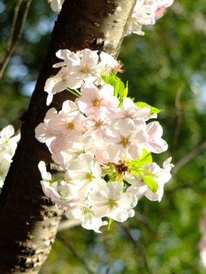 けやきが丘緑地（おおしまざくら）
