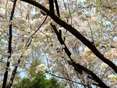 けやきが丘緑地（おおしまざくら）
