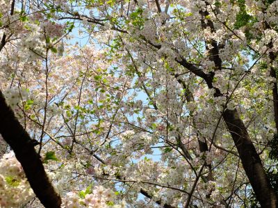 けやきが丘緑地（おおしまざくら）
