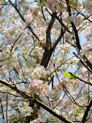 けやきが丘緑地（おおしまざくら）
