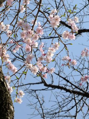 鴨池公園（紅枝垂れ桜）
