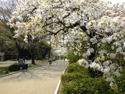 鴨池公園（枝垂れ桜）
